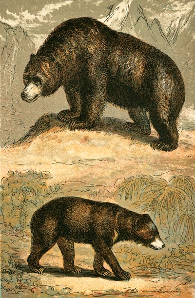 Ours Grizzly et Ours Malais - English School